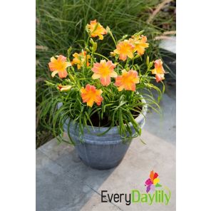 Everydaylily Punch Yellow.jpg