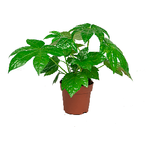 FATSIA_JAPONICA_GREEN_WEB.png