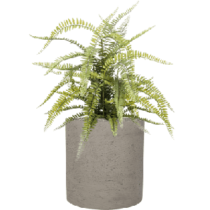 Fern Boston in Rough 1.png