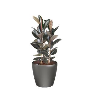 ficus-abidjan-classico-pot-antraciet_aa5417.jpg