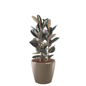 ficus-abidjan-classico-pot-taupe_79b7b4.jpg