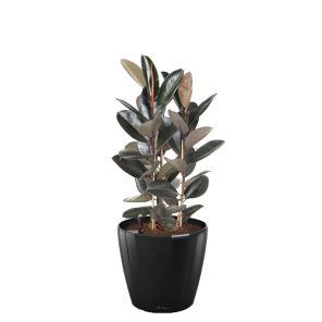 ficus-abidjan-classico-pot-zwart_462600.jpg