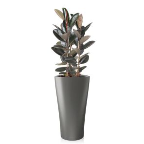 ficus-abidjan-delta-pot-antraciet-mat_e41d00.jpg