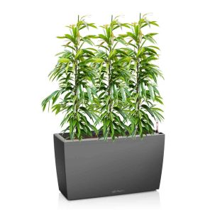 ficus-amstel-king-cararo-antraciet_a05e66.jpg