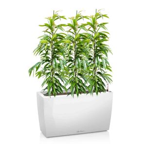 ficus-amstel-king-cararo-wit_eb2bb9.jpg