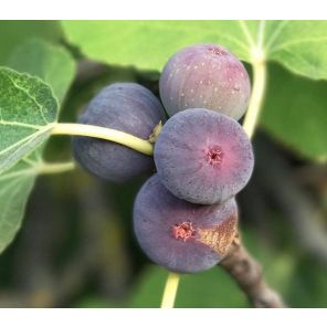 ficus-carica-sfeer_67454d.jpg