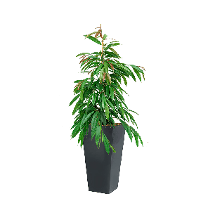 ficus Ali in runner antraciet vierkant.png