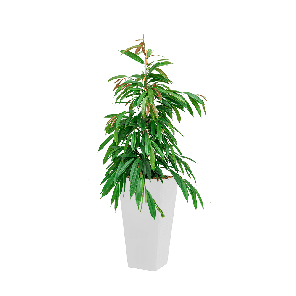 ficus Ali in runner wit vierkant.png