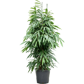 ficus amstel king xxxxl_1.png