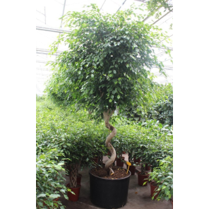 Ficus benjamina Exotica spiraal stam.png