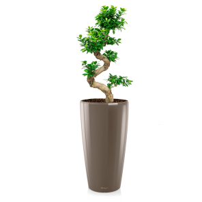 FIcus Bonsai Medium in Lechuza Rondo 32 - taupe_1.png