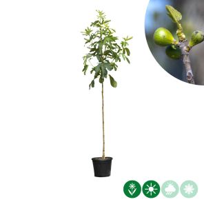 ficus carica hoogstam (1).jpg