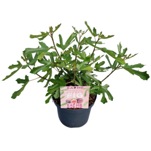 ficus carica Little Miss Figgy (1).png