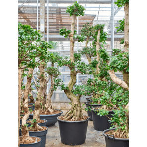ficus compacta xl xl.png