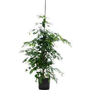 ficus exotica hydrocultuur.png