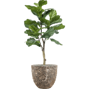 Ficus lyrata in Baq Lava metal 1.png