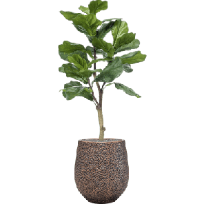 Ficus lyrata in Baq Opus Hit 1_1.png
