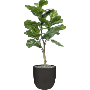 Ficus lyrata in Capi Urban Smooth NL 1.png