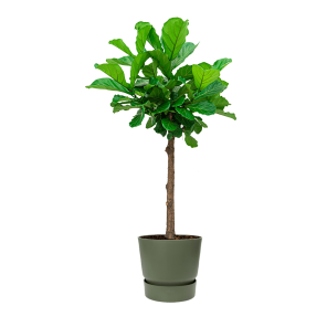 Ficus Lyrata op stam in Elho Greenville Round DM 40 - groen.png