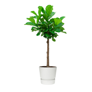 Ficus Lyrata op stam in Elho Greenville Round DM 40 - wit.png