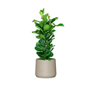 Ficus Lyrata Straight L in Patt XXL sierpot - creme wit.png