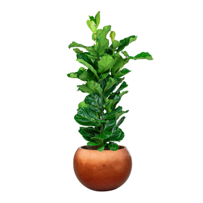 Ficus Lyrata Straight large in metallic globe copper.png