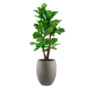 Ficus Lyrata vertakt large in Luca Lifestyle Tall Balloon M concrete - grijs.png