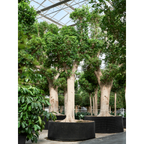ficus nitida stam xxxxl.png