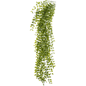 ficus pumila.png