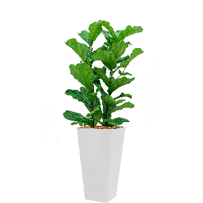 ficus_lyrata_in_runner_vierkant_wit.png
