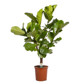Ficys lyrata vertakt.png