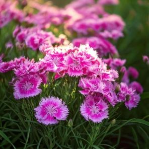 Firefly Dianthus (P) 'Duchess of Fife'' volledig LICHTROZE gekleurd in de tuin kleine bloemetjes 991.jpg