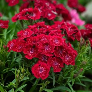 Firefly Dianthus delt. 'Leuchtfuncken' dieprood gekleurd in de tuin kleine bloemetjes 42486.jpg