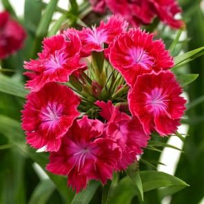 Firefly Dianthus delt. 'Brilliant' rood-roze gekleurd 16237.jpg