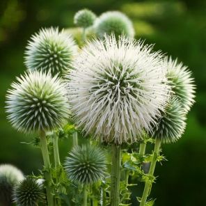 Firefly Echinops bannaticus 'Albus' meerdere bloemen wit 73148.jpg