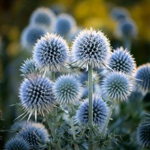 Firefly Echinops bannaticus 'Star Frost' meerdere bloemen 10424.jpg