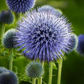 Firefly Echinops bannaticus meerdere bloemen 73148.jpg
