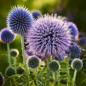 Firefly Echinops ritro meerdere bloemen 90178.jpg