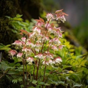Firefly Epimedium grandiflorum 'Shiho' in de natuur, meerdere bloemen 97627.jpg