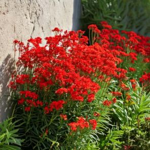Firefly Erysimum 'Red Jep' bloemen bij muur 69676.jpg