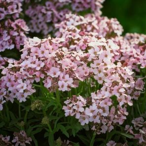 Firefly Iberis 'Pink Ice' plant in de tuin lichtroze-witte bloemen 61296.jpg