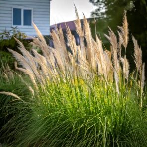 Firefly Pennisetum al. 'Japonicum' in de achtertuin 87541.jpg