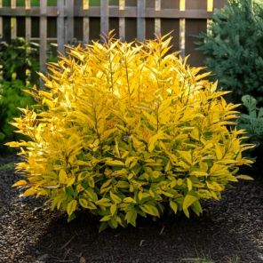 Firefly Spiraea japonica 'Goldflame' plant in de achtertuin kleine heester met groen-gelig blad 8274.jpg
