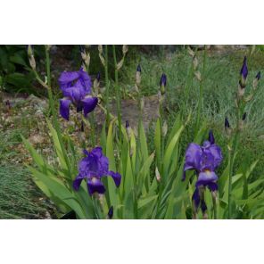 fleur.nl2.jpg