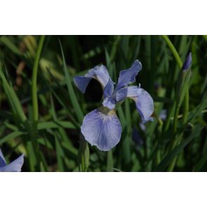 fleur.nl1.jpg