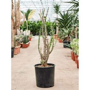 Fouquieria splendensL.png