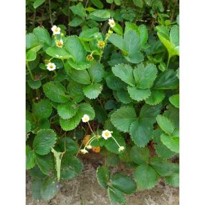 Fragaria Ananassa.jpg