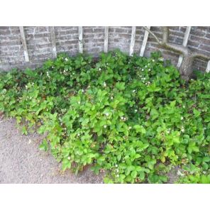 Fragaria vesca.jpg