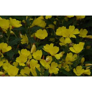 fruticosa.jpg