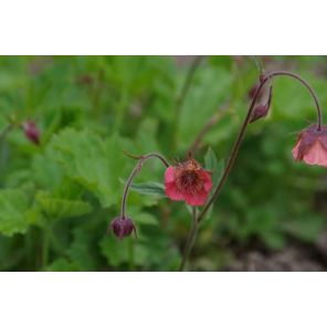 Geum rivale Leonard's Variety.jpg